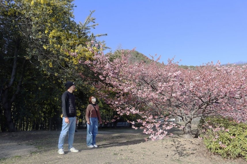 青空の下、ミモザと河津桜の〝競演〟を楽しむ観光客＝香川県小豆郡小豆島町安田