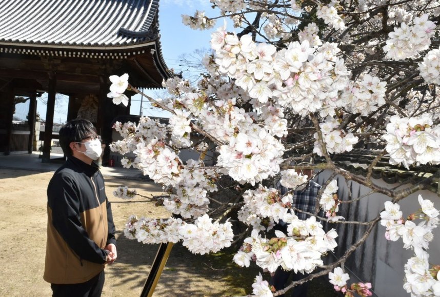 仁王門近くで咲き誇るミョウショウジザクラ＝香川県東かがわ市中筋、与田寺
