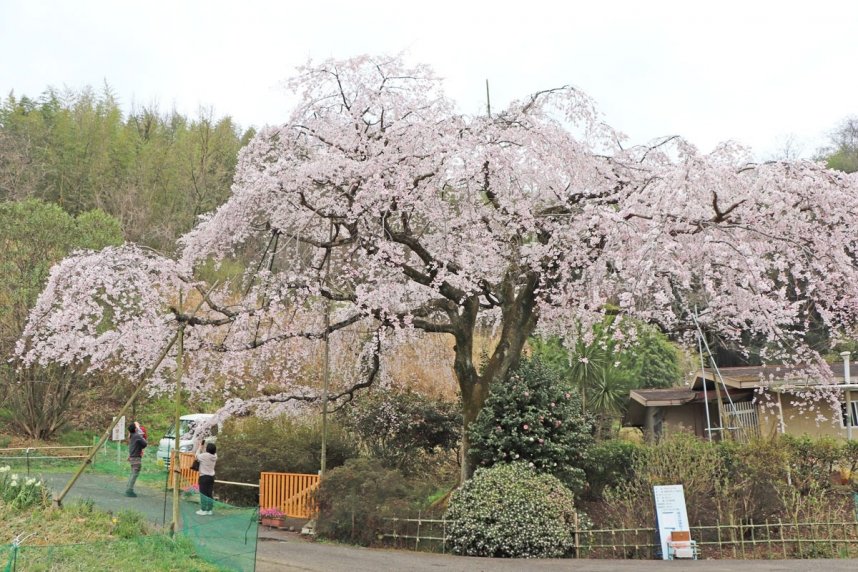 満開となった地域のシンボルのシダレザクラ＝香川県綾歌郡綾川町西分