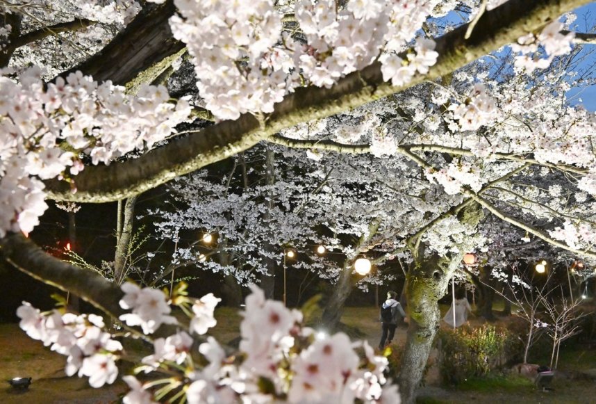 柔らかな光に照らされる栗林公園の桜＝香川県高松市栗林町