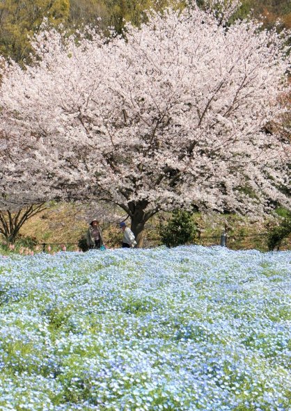 咲き誇るネモフィラと桜＝香川県善通寺市吉原町、善通寺五岳の里・市民集いの丘公園