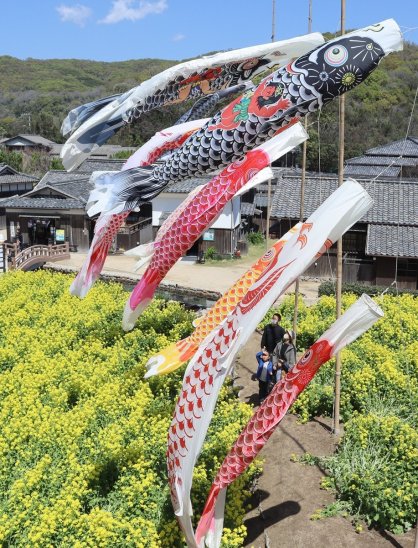 菜の花畑の上を元気に泳ぐ１２匹のこいのぼりを見上げる家族連れ＝香川県小豆郡小豆島町田浦、二十四の瞳映画村