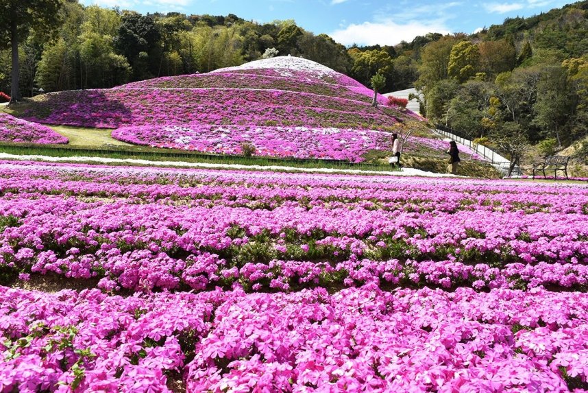 見頃を迎えて咲き誇るシバザクラ＝香川県東かがわ市帰来