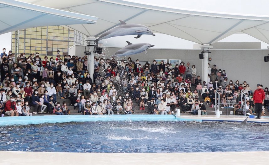 華麗なジャンプなどで来館者を魅了するイルカショー＝２０２２年４月２９日、香川県宇多津町浜一番丁の四国水族館