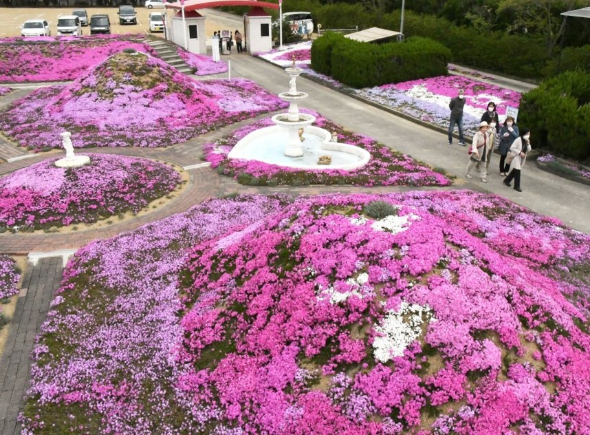 庭園を鮮やかに彩るシバザクラ＝香川県高松市西植田町