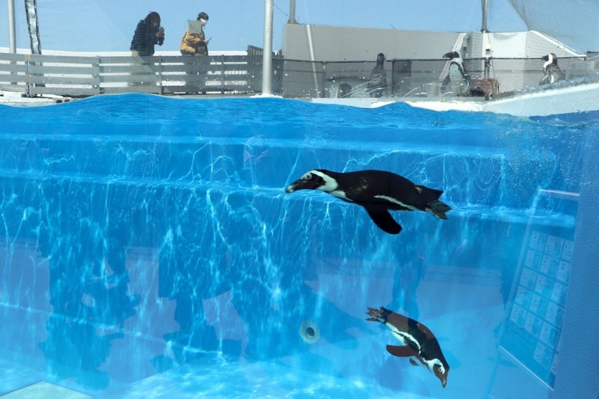 来館者の前で４カ月ぶりに元気な姿を披露するケープペンギン＝香川県宇多津町浜一番丁、四国水族館