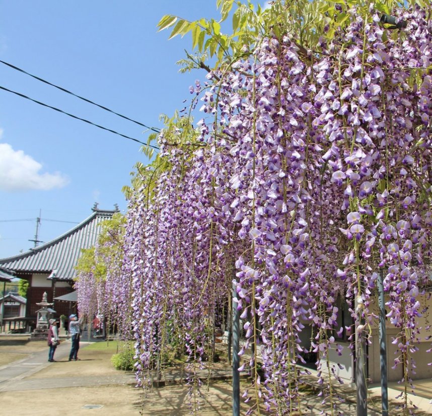 薄紫色の花房がカーテンのように垂れ下がるフジ棚＝香川県三豊市財田町、萬福寺