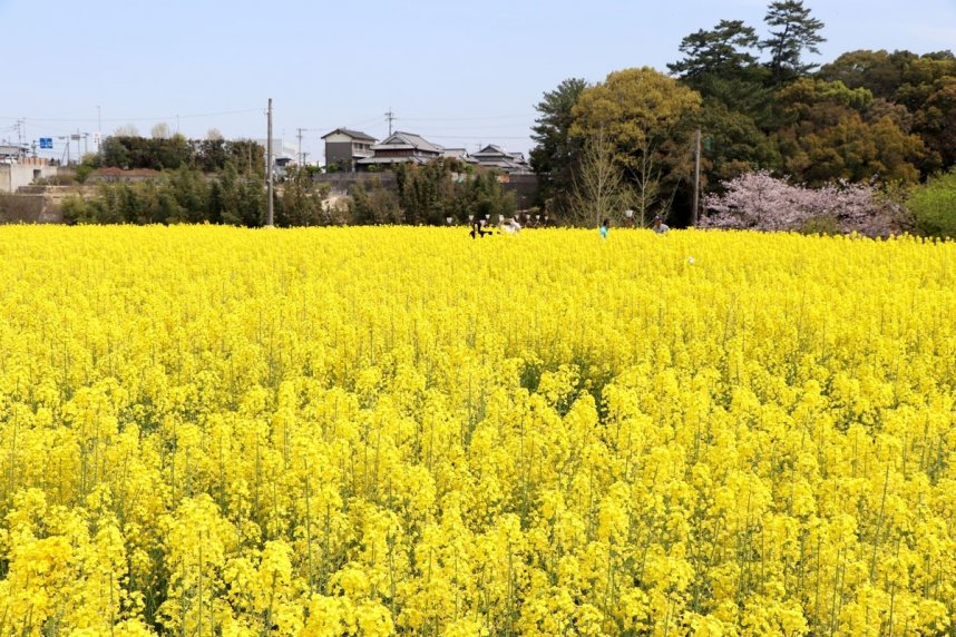 田んぼ一面を黄色く彩る菜の花＝香川県綾川町滝宮