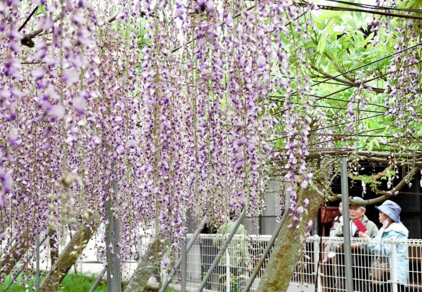 境内を薄紫色に彩る孔雀藤＝香川県高松市飯田町、岩田神社