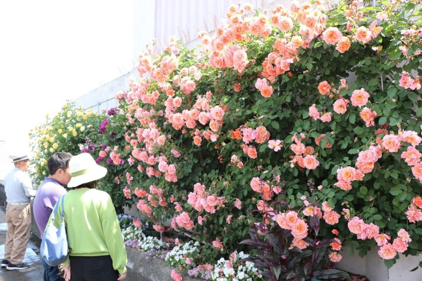 人工土地の屋上庭園で咲き誇るバラ＝香川県坂出市京町