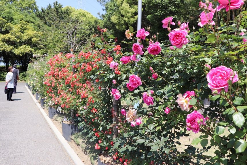 ツルバラ花壇で色鮮やかな花を見せるバラ＝香川県坂出市、番の州公園