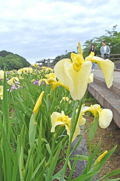 見頃を迎えて咲き誇るハナショウブ＝香川県さぬき市長尾名、県立亀鶴公園