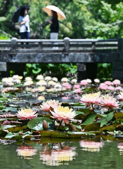 水辺に浮かぶスイレンが来園者を楽しませている＝香川県高松市栗林町、栗林公園