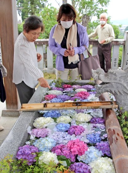 色とりどりのアジサイの花を浮かべた花手水＝香川県観音寺市粟井町、粟井神社