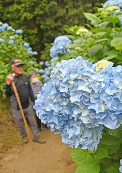 見頃を迎えて咲き誇るアジサイ＝香川県さぬき市多和