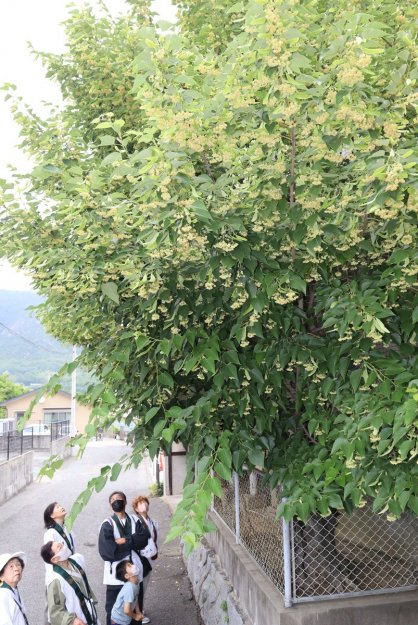 淡い黄色のボダイジュの花を見上げるお遍路さんら＝香川県小豆郡土庄町、小豆島霊場総本院