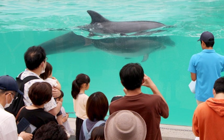 優雅な泳ぎで来館者の目を和ませるナナ（手前）と母親の雪＝高松市屋島東町、新屋島水族館