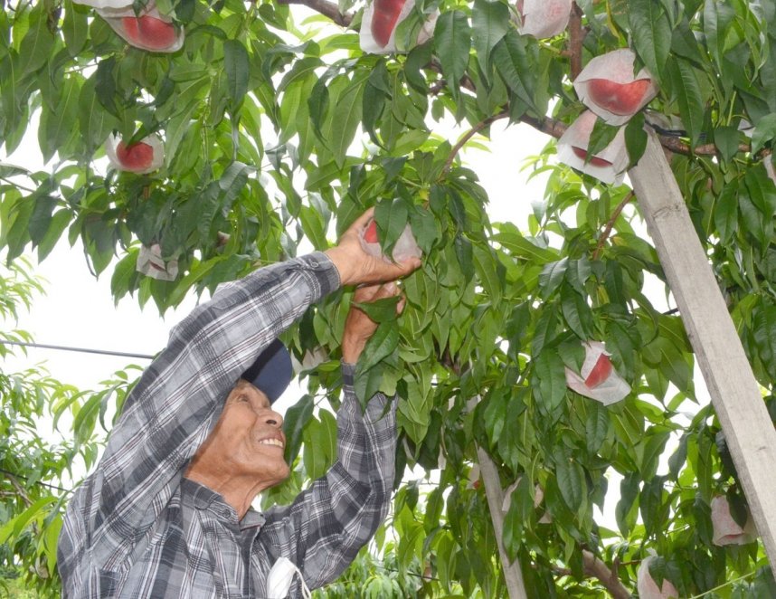 食べごろを迎えたモモを収穫する山田さん＝丸亀市飯山町