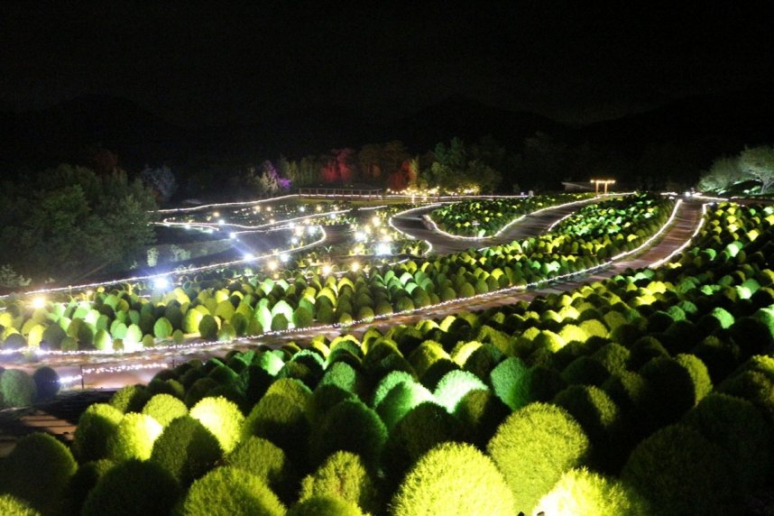 暗闇に幻想的に浮かび上がるコキア＝２０２２年８月４日、まんのう町吉野の国営讃岐まんのう公園
