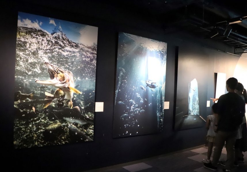 全国の水族館で飼育される水生生物の写真が並ぶ銀鏡さんの作品展＝香川県宇多津町浜一番丁、四国水族館