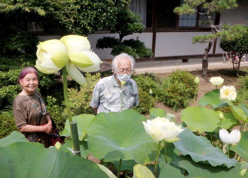 １本の茎に二つの花を付けた「双頭蓮」＝香川県琴平町榎井、福成寺