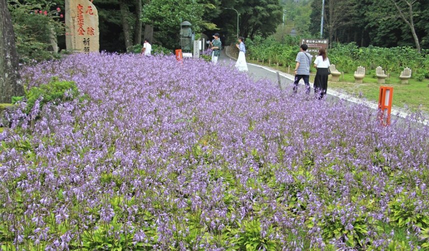 雲辺寺ロープウェイ山頂駅付近の花壇で満開となったギボウシの花＝徳島県三好市