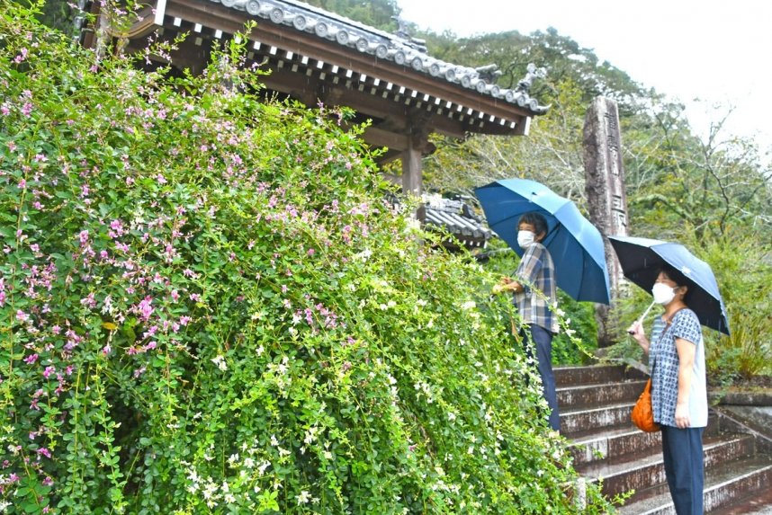 境内を白や赤紫色に彩るハギ＝香川県高松市塩江町、最明寺