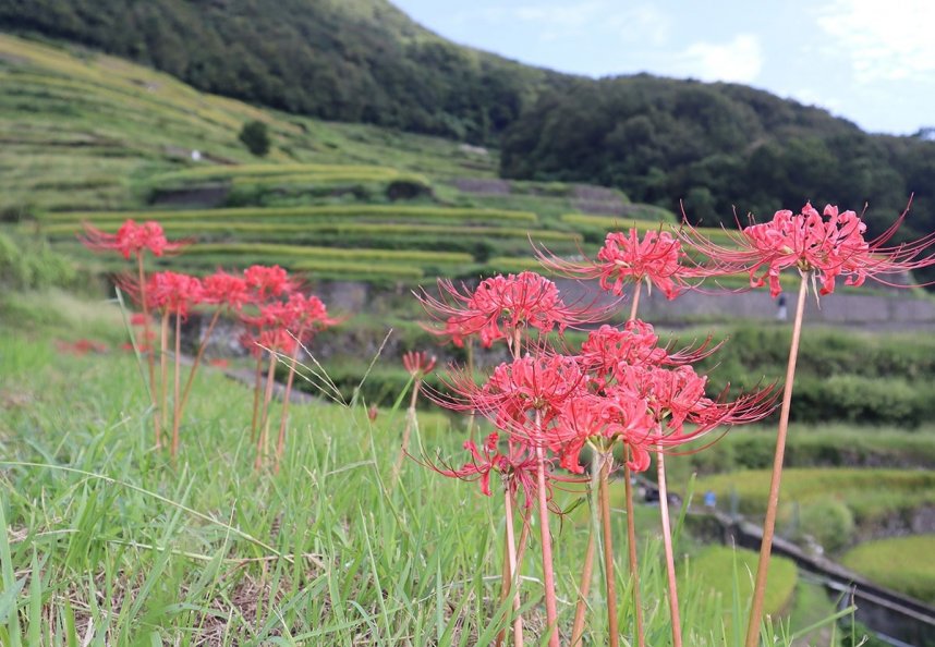 中山千枚田のあぜ道を鮮やかに彩るヒガンバナ＝香川県小豆島町中山