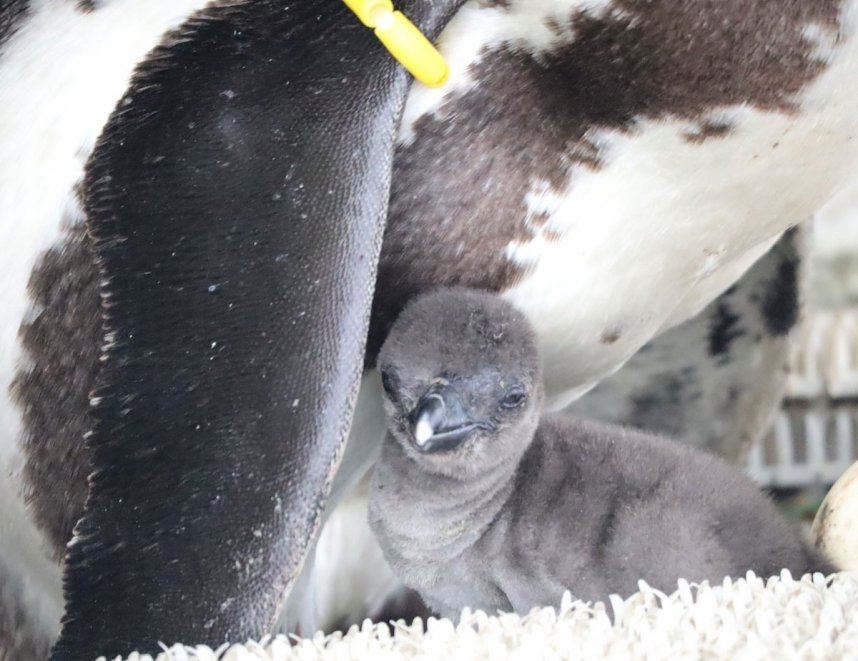 両親に抱かれて元気な姿を見せるケープペンギンのひな（四国水族館提供）