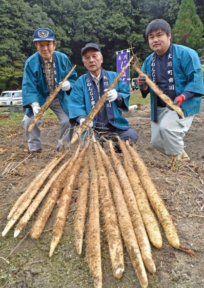 自然薯を手にする南川自然薯研究会のメンバー＝香川県さぬき市大川町