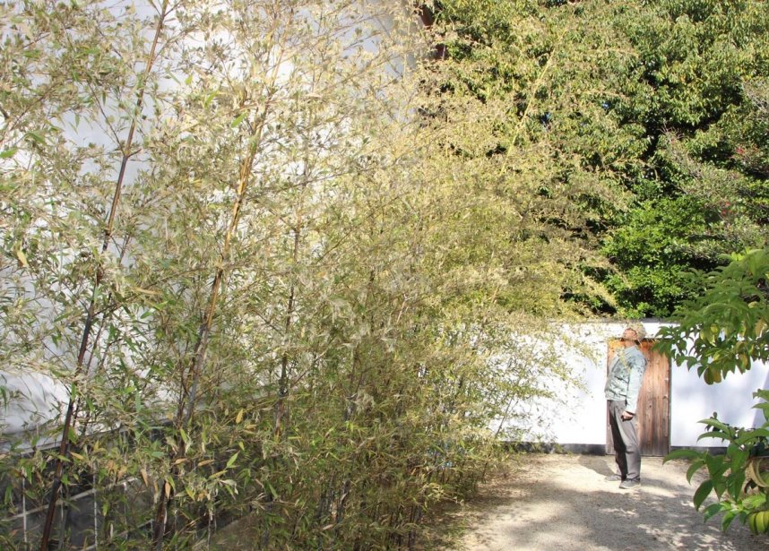 竹の花が咲いた古民芸館の中庭