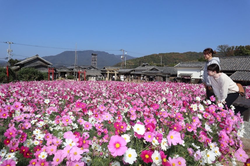 秋の日差しを受け、鮮やか咲き誇るコスモスに見入る観光客＝香川県小豆島町田浦、二十四の瞳映画村