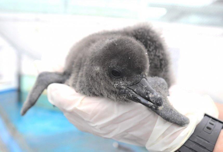 四国水族館で今年生まれた４羽目のペンギンのひな（同館提供）