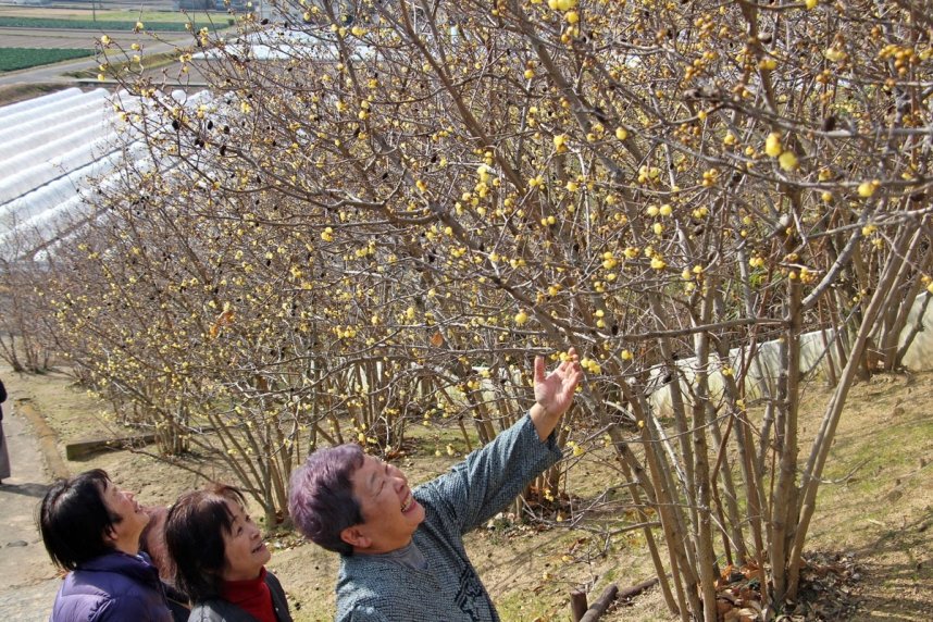 艶やかな黄色の花を咲かせたロウバイ＝香川県三豊市豊中町、延命院