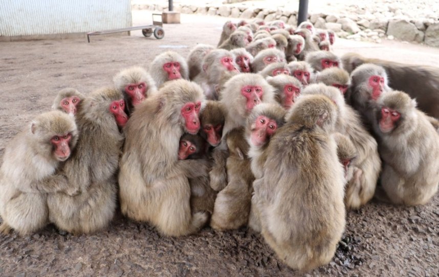 体を密着させて団子状態になり、寒さをしのぐサルたち＝香川県小豆郡土庄町肥土山、お猿の国