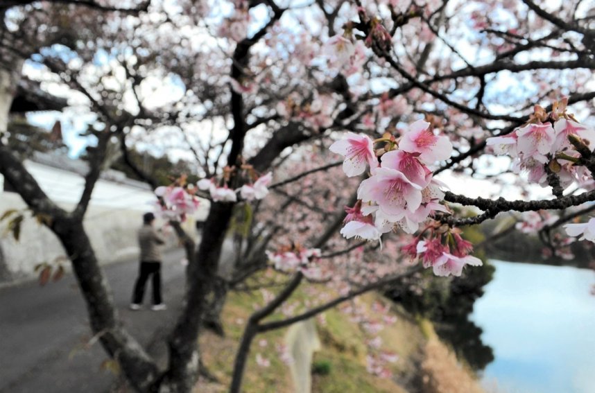 一足早く春の雰囲気を漂わせる讃岐寒桜＝丸亀市綾歌町、福成寺