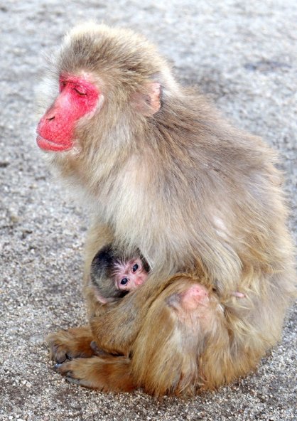 母ザルに抱かれて安心した表情を見せる今年初めての赤ちゃんザル＝香川県小豆郡土庄町肥土山、お猿の国
