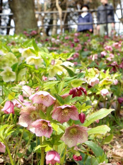 愛らしい花を咲かせるクリスマスローズ＝香川県まんのう町吉野、国営讃岐まんのう公園