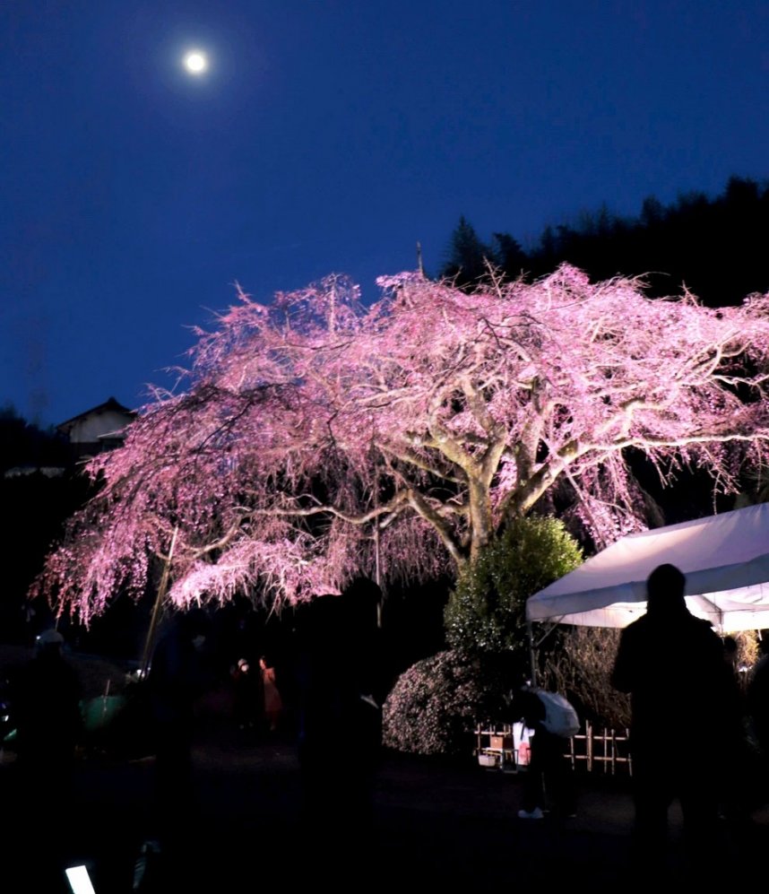 夜景に鮮やかに浮かび上がるライトアップされた「堀池のしだれ桜」＝香川県綾歌郡綾川町西分