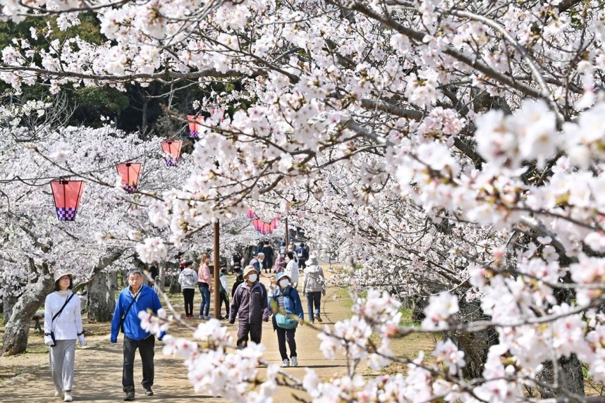 約２００本の桜が咲き誇る亀鶴公園＝２０２３年３月２８日、香川県さぬき市長尾名