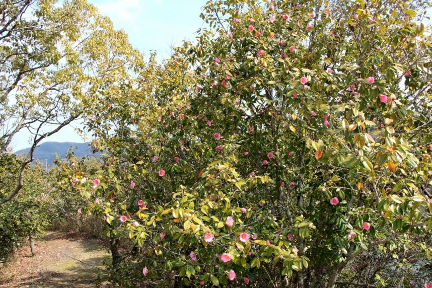 ピンクのツバキの花と青空のコントラストが目を引く＝香川県さぬき市大川町、みろく自然公園