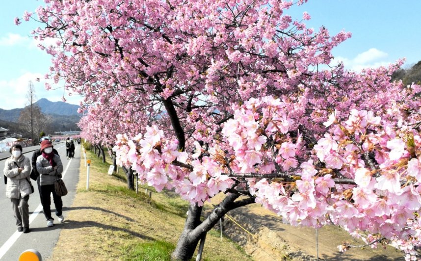 見頃を迎えて咲き誇る河津桜＝香川県東かがわ市白鳥