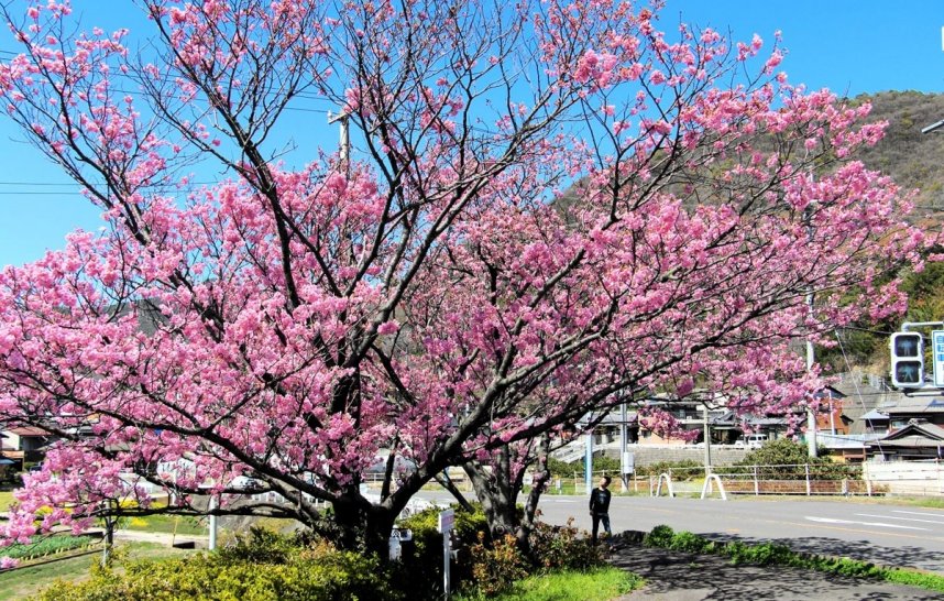 濃いピンク色の花が青空に映える陽光桜＝香川県観音寺市高屋町