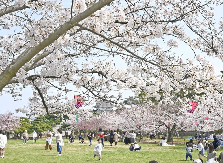 ソメイヨシノなどが咲き誇る玉藻公園の桜の馬場＝２０２３年３月３０日、香川県高松市玉藻町