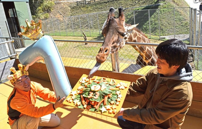 ７歳の誕生日を迎えたキリン「モモタ」＝香川県東かがわ市松原、しろとり動物園
