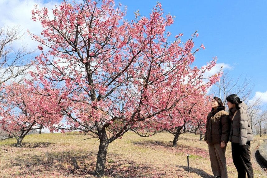満開になった舘山寺桜の濃いピンク色を楽しむ観光客＝香川県小豆島町池田