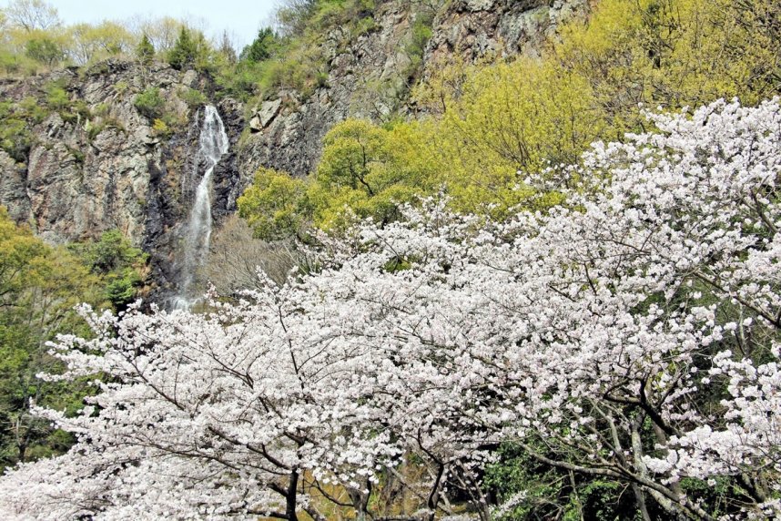 流れ落ちる滝と桜との調和が美しい不動の滝カントリーパーク＝２０２３年３月３０日、香川県三豊市豊中町