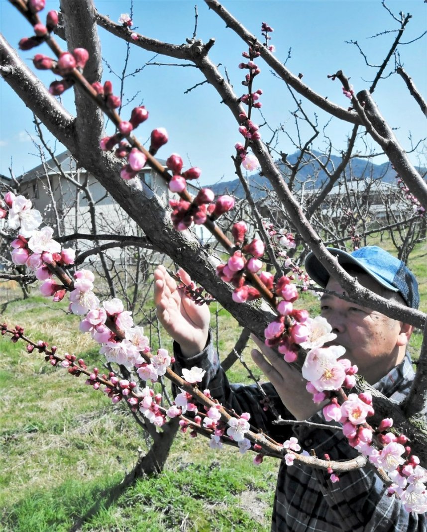 かれんに咲くアンズの花＝香川県高松市国分寺町