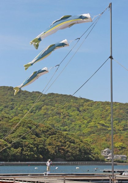気持ちよさそうに空を泳ぐ「ブリのぼり」＝香川県東かがわ市引田、安戸池