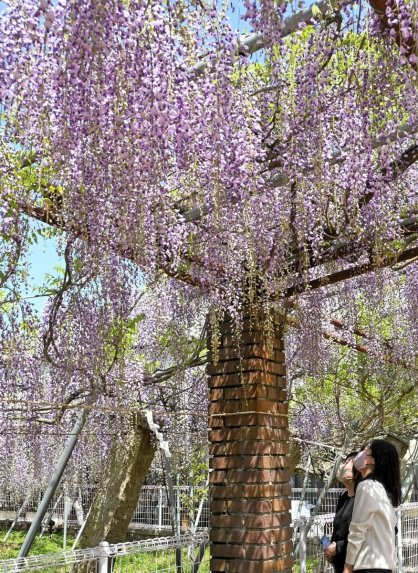境内を薄紫色に彩る孔雀藤＝香川県高松市飯田町、岩田神社